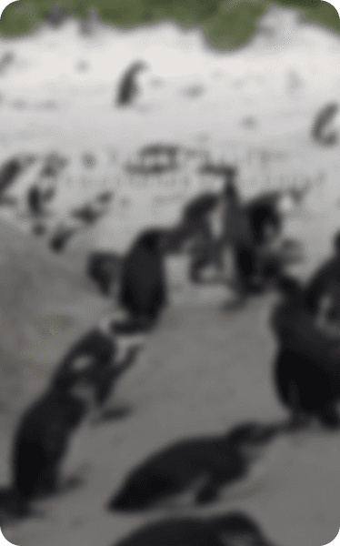 Утка по-пекински