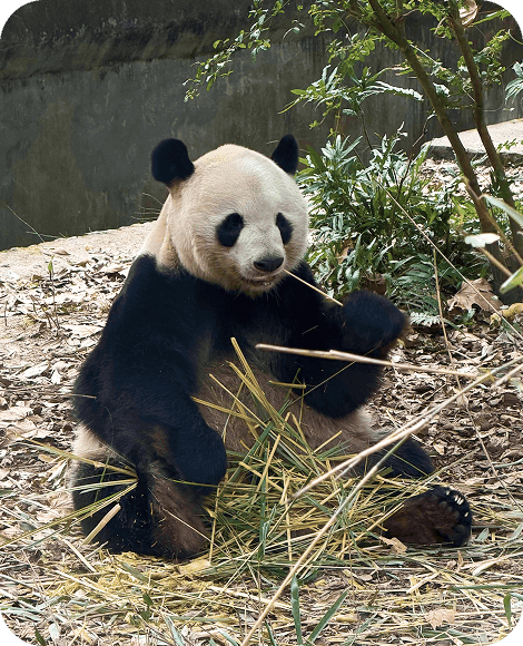 Панорама Стены